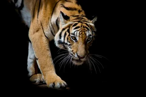 Beautiful tiger walking step by step isolated on black background Stock Photos
