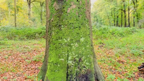 Beautiful tilt shot of a tree with green moss standing in a forest during autumn Stock Footage 225096570