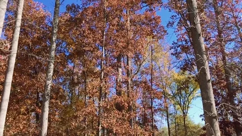 Beautiful tilt up of a tree during autumn/fall on a sunny day Stock Footage 83020520