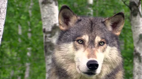 Beautiful timber wolf good eye contact Stock Footage 40634261