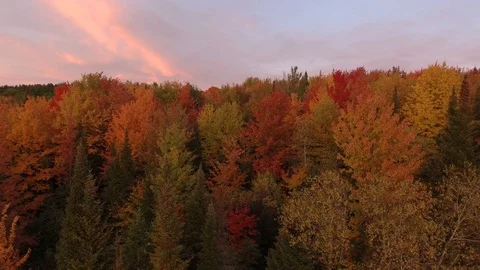 Beautiful time of the day to fly over the colored fall forests of Canada Stock Footage 119185027