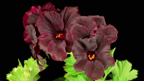 Beautiful Time Lapse of Blooming Black Geranium 库存影片 137853997