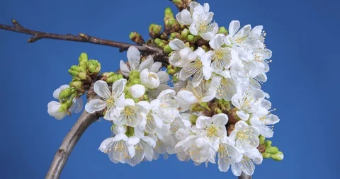 Beautiful time lapse blooming cherry branch Stock Footage 88614235