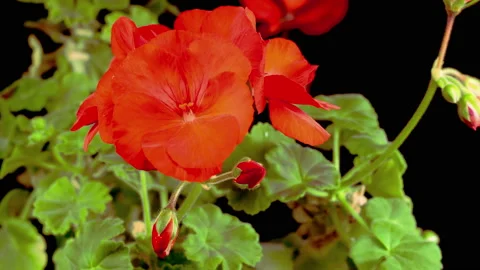 Beautiful Time Lapse of Blooming Red Geranium Stock Footage 117796514