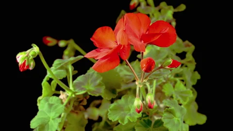 Beautiful Time Lapse of Blooming Red Geranium Stock-Footage 119018962