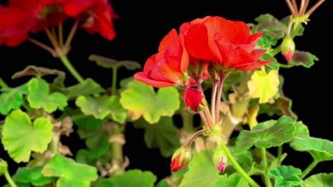 Beautiful Time Lapse of Blooming Red Geranium Видео 120568598