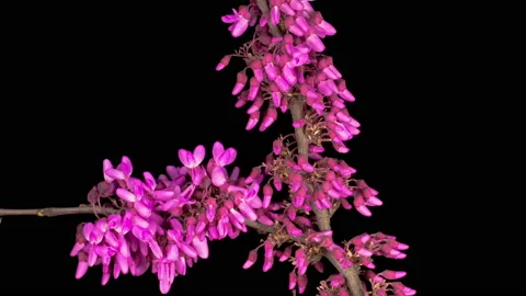 Beautiful Time Lapse  of a Judas Tree Flower Blooming Stock Footage 129528425