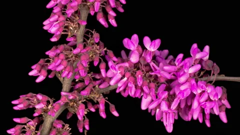 Beautiful Time Lapse  of a Judas Tree Flower Blooming Vídeos de archivo 130397983