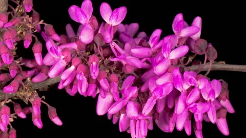 Beautiful Time Lapse  of a Judas Tree Flower Blooming Stock Footage 131397398