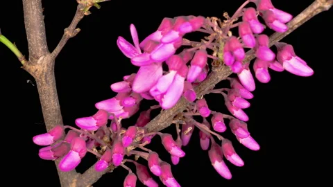 Beautiful Time Lapse  of a Judas Tree Flower Blooming 库存影片 139485345