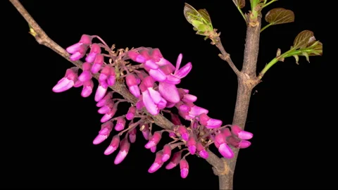 Beautiful Time Lapse  of a Judas Tree Flower Blooming Video stock 140346822