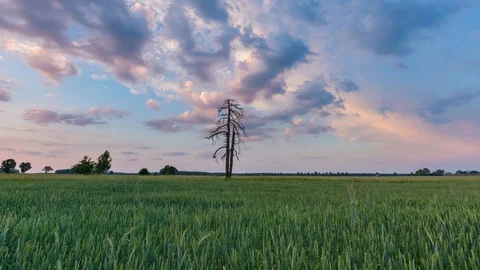 Beautiful time-lapse landscape with sunset sky over rye field and old tree. Stock Footage 90777165