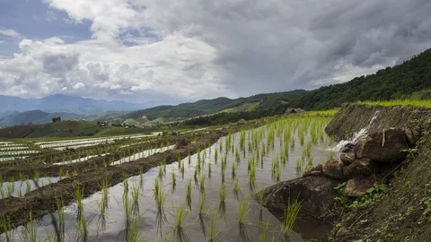 Beautiful time-lapse landscape view  of Rice Terraced paddy Field Stock Footage 92287489