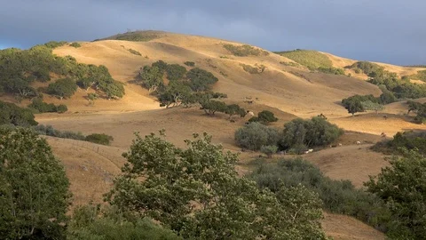 Beautiful time lapse of oak trees and grasslands of Central California San Luis Stockbeeldmateriaal 141844343