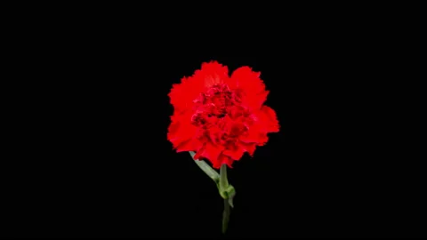 Beautiful Time Lapse of Opening Carnation Flower Stock Footage 145653756