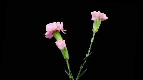 Beautiful Time Lapse of Opening Pink Carnation Flowers Video stock 291846708