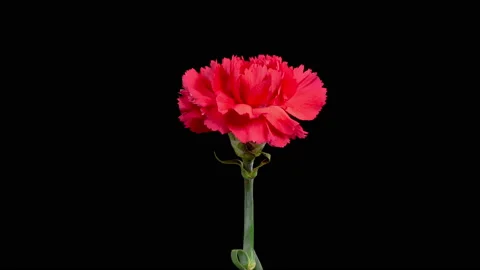 Beautiful Time Lapse of Opening Red Carnation Flower Stock Footage 237942529