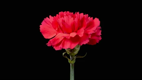 Beautiful Time Lapse of Opening Red Carnation Flower Stock Footage 239261732