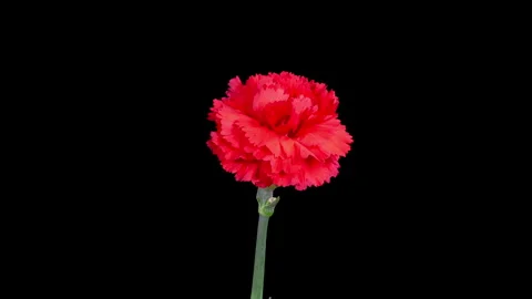 Beautiful Time Lapse of Opening Red Carnation Flower Stock Footage 240244388