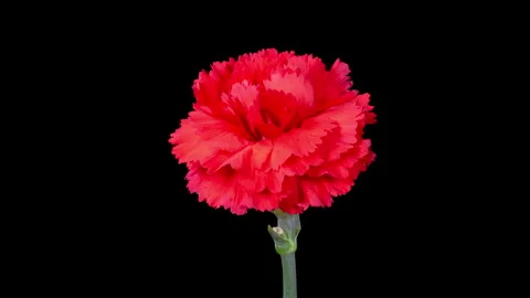 Beautiful Time Lapse of Opening Red Carnation Flower Stock Footage 241426049