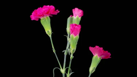 Beautiful Time Lapse of Opening Red Carnation Flowers Stock Footage 264497859