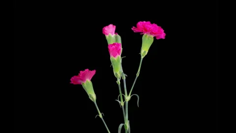 Beautiful Time Lapse of Opening Red Carnation Flowers Stock Footage 265993168
