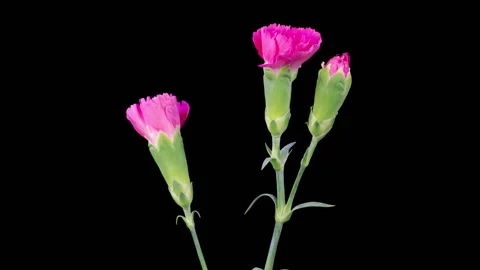 Beautiful Time Lapse of Opening Red Carnation Flowers Stock Footage 267872465