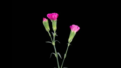Beautiful Time Lapse of Opening Red Carnation Flowers Stock Footage 270156439