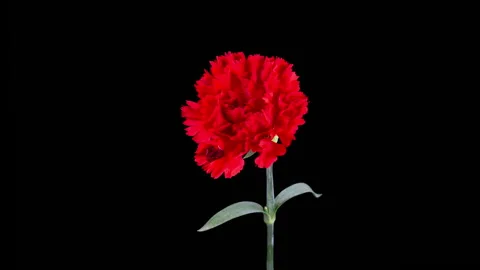 Beautiful Time Lapse of Opening Red Carnation Flowers Stock Footage 277593204