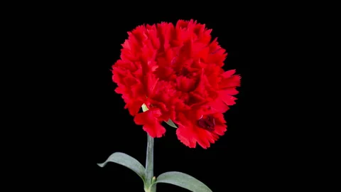 Beautiful Time Lapse of Opening Red Carnation Flowers Stock Footage 278475232