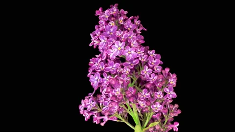 Beautiful Time Lapse of Opening Violet Flower of Lilac on a Black Background Vidéo 130398225