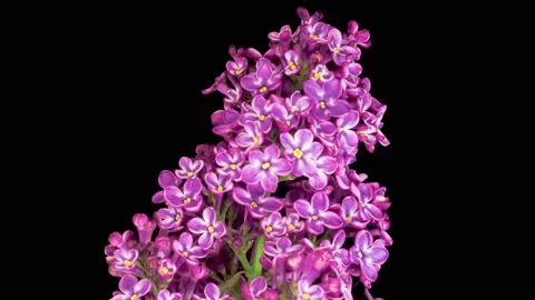 Beautiful Time Lapse of Opening Violet Flower of Lilac on a Black Background Vidéo 130867706