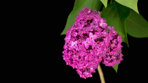 Beautiful Time Lapse of Opening Violet Flower of Lilac on a Black Background Stock Footage 131396777