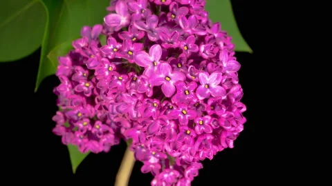 Beautiful Time Lapse of Opening Violet Flower of Lilac on a Black Background Stockbeeldmateriaal 132060697