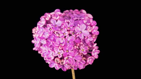 Beautiful Time Lapse of Opening Violet Flower of Lilac on a Black Background Stockbeeldmateriaal 135408741