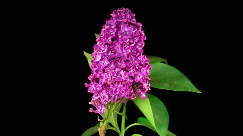 Beautiful Time Lapse of Opening Violet Flower of Lilac on a Black Background Stock Footage 136917546