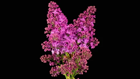 Beautiful Time Lapse of Opening Violet Flower of Lilac on a Black Background 库存影片 154121657