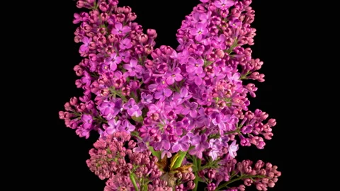 Beautiful Time Lapse of Opening Violet Flower of Lilac on a Black Background Stock Footage 154802417