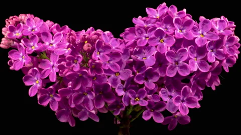Beautiful Time Lapse of Opening Violet Flower of Lilac on a Black Background Vidéo 154802737