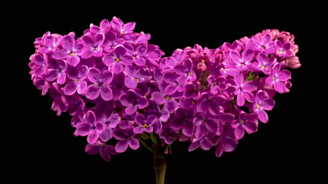 Beautiful Time Lapse of Opening Violet Flower of Lilac in the Shape of a Heart Stock Footage 155489477