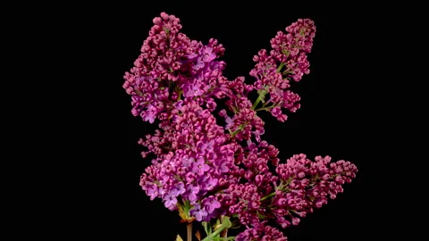 Beautiful Time Lapse of Opening Violet Flower of Lilac on a Black Background Stock Footage 156615861