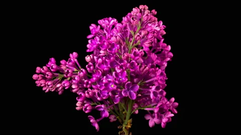 Beautiful Time Lapse of Opening Violet Flower of Lilac on a Black Background Видео 159234881