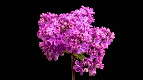 Beautiful Time Lapse of Opening Violet Flower of Lilac on a Black Background Stock-Footage 195693644