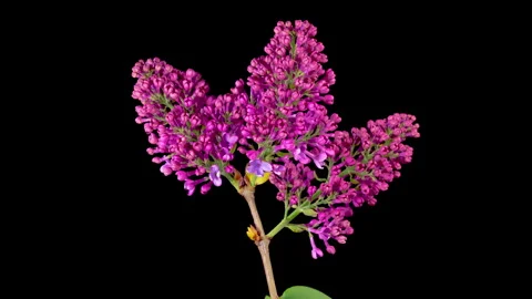Beautiful Time Lapse of Opening Violet Flower of Lilac on a Black Background Stock Footage 240244063
