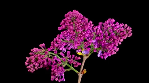 Beautiful Time Lapse of Opening Violet Flower of Lilac on a Black Background Stock Footage 241425831