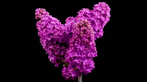 Beautiful Time Lapse of Opening Violet Flower of Lilac on a Black Background Stock Footage 243109633