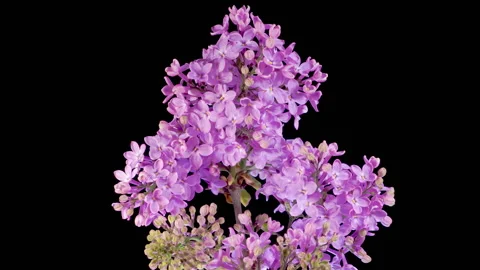 Beautiful Time Lapse of Opening Violet Flower of Lilac on a Black Background Stock Footage 308463223