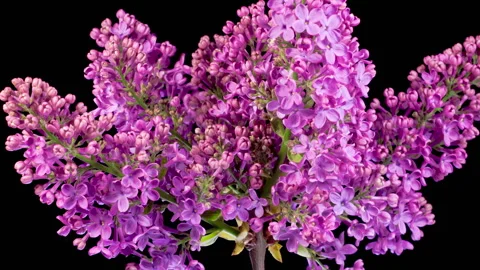Beautiful Time Lapse of Opening Violet Flower of Lilac on a Black Background Stock Footage 308464139
