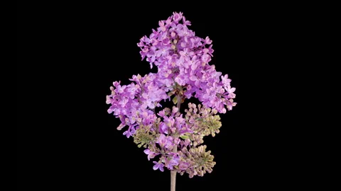 Beautiful Time Lapse of Opening Violet Flower of Lilac on a Black Background Stock Footage 309642751