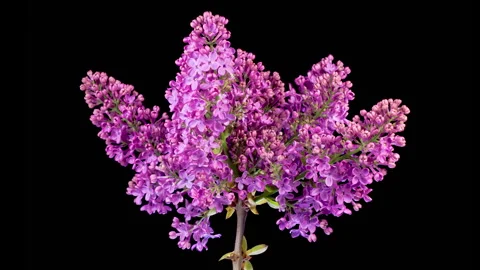 Beautiful Time Lapse of Opening Violet Flower of Lilac on a Black Background Stock Footage 309644277